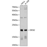 Western blot analysis of extracts of various cell lines using DESI2 Antibody (1/1000 dilution).