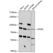 abx125764