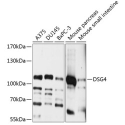 Desmoglein 4 (DSG4) Antibody