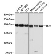Western blot analysis of extracts of various cell lines using EEA1 Antibody (1/1000 dilution).