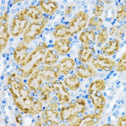 Early Endosome Antigen 1 (EEA1) Antibody