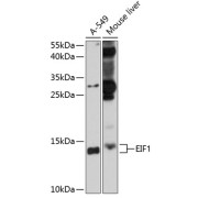 Western blot analysis of extracts of various cell lines using EIF1 Antibody (1/1000 dilution).