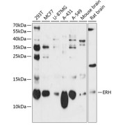 Western blot analysis of extracts of various cell lines using ERH Antibody (1/3000 dilution).