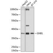 Western blot analysis of extracts of various cell lines using GNB1 Antibody (1/1000 dilution).
