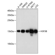 Western blot analysis of extracts of various cell lines using H3F3B Antibody (1/1000 dilution).