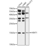 Western blot analysis of various lysates using HINT1 Antibody (1/1000 dilution).