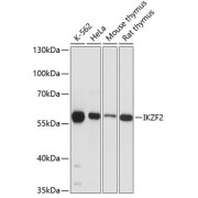 Western blot analysis of extracts of various cell lines using IKZF2 Antibody (1/3000 dilution).