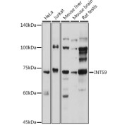 Western blot analysis of extracts of various cell lines using INTS9 Antibody (1/1000 dilution).