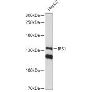 Western blot analysis of extracts of HepG2 cells using IRS1 Antibody (1/1000 dilution).