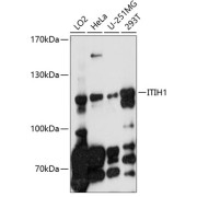 Western blot analysis of extracts of various cell lines using ITIH1 Antibody (1/1000 dilution).