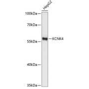 Western blot analysis of extracts of HepG2 cells using KCNK4 Antibody (1/1000 dilution).