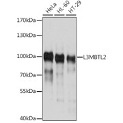 Western blot analysis of extracts of various cell lines using L3MBTL2 Antibody (1/1000 dilution).