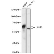 Western blot analysis of extracts of various cell lines using LILRB2 Antibody (1/3000 dilution).