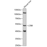 Western blot analysis of extracts of mouse liver using LTBR Antibody (1/3000 dilution).