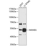 Western blot analysis of extracts of various cell lines using MANEA Antibody (1/1000 dilution).