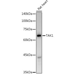 Mitogen-Activated Protein Kinase Kinase Kinase 7 (MAP3K7) Antibody