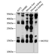 Western blot analysis of extracts of various cell lines using MCFD2 Antibody (1/1000 dilution).