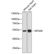 Western blot analysis of extracts of various cell lines using MFGE8 Antibody (1/3000 dilution).