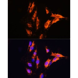 Lactadherin (MFGE8) Antibody