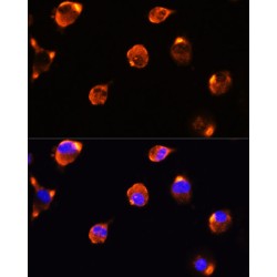 Lactadherin (MFGE8) Antibody