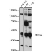 Western blot analysis of extracts of various cell lines using MKRN2 Antibody (1/1000 dilution).