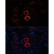 Immunofluorescence analysis of Human placenta cells using MYH11 Antibody (1/100 dilution). Blue: DAPI for nuclear staining.