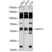 Western blot analysis of extracts of various cell lines using NAP1L1 Antibody (1/3000 dilution).