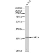 Western blot analysis of extracts of A-549 cells using NAPSA Antibody (1/500 dilution).