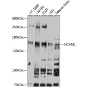 abx126225