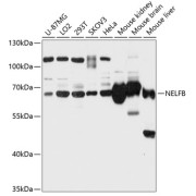 Western blot analysis of extracts of various cell lines using NELFB Antibody (1/3000 dilution).
