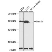 Western blot analysis of extracts of various cell lines using Nestin Antibody (1/3000 dilution).
