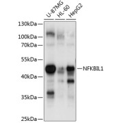 Western blot analysis of extracts of various cell lines using NFKBIL1 Antibody (1/1000 dilution).