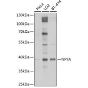 Western blot analysis of extracts of various cell lines using NFYA Antibody (1/1000 dilution).