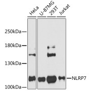 Western blot analysis of extracts of various cell lines using NLRP7 Antibody (1/3000 dilution).