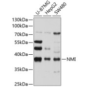 abx126261