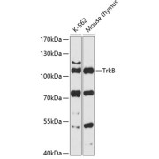 abx126281