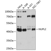 Western blot analysis of extracts of various cell lines using NUPL2 Antibody (1/1000 dilution).