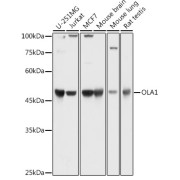 Western blot analysis of extracts of various cell lines using OLA1 Antibody (1/1000 dilution).