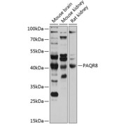 Western blot analysis of extracts of various cell lines using PAQR8 Antibody (1/1000 dilution).