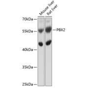 Western blot analysis of extracts of various cell lines using PBX2 Antibody (1/1000 dilution).