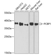 Western blot analysis of extracts of various cell lines using PCBP1 Antibody (1/1000 dilution).