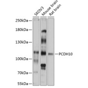 Western blot analysis of extracts of various cell lines using PCDH10 Antibody (1/3000 dilution).