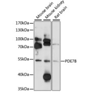 Western blot analysis of extracts of various cell lines using PDE7B Antibody (1/1000 dilution).