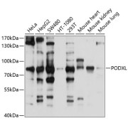 Western blot analysis of extracts of various cell lines using PODXL Antibody (1/1000 dilution).