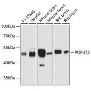 Western blot analysis of extracts of various cell lines using POFUT2 Antibody (1/1000 dilution).