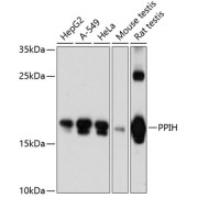 Western blot analysis of extracts of various cell lines using PPIH Antibody (1/3000 dilution).
