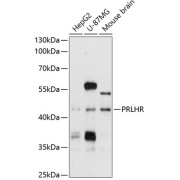 abx126413