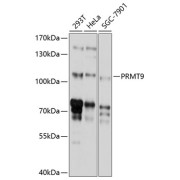 Western blot analysis of extracts of various cell lines using PRMT9 Antibody (1/1000 dilution).