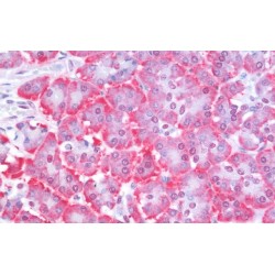 Phosphatidylinositol-3,4,5-Trisphosphate 3-Phosphatase And Dual-Specificity Protein Phosphatase PTEN (PTEN) Antibody