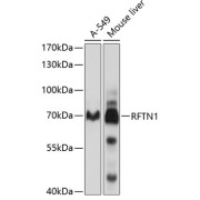 Western blot analysis of extracts of various cell lines using RFTN1 Antibody (1/1000 dilution).